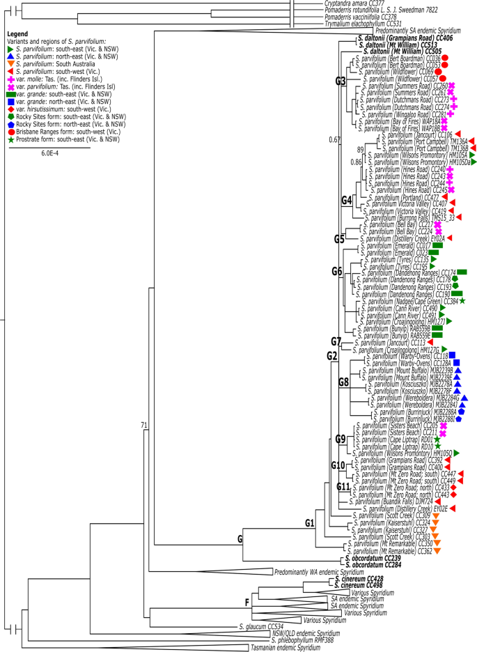 Majority-rule consensus tree reconstructed through BI based on the