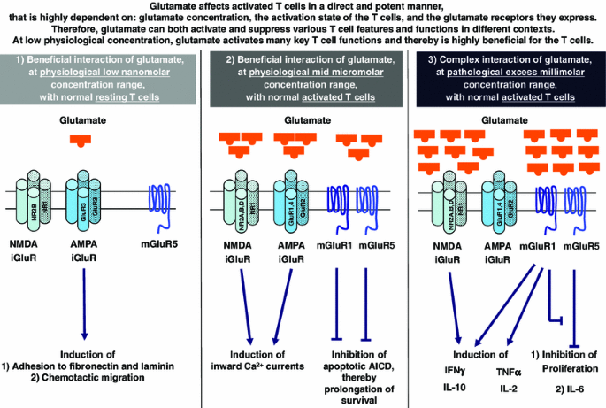nmda t cells