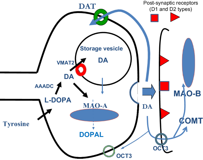 konsensus licens højttaler Inhibitors of MAO-B and COMT: their effects on brain dopamine levels and  uses in Parkinson's disease | SpringerLink