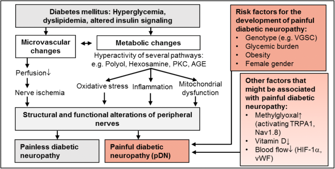 pathophysiology of diabetic neuropathy pdf