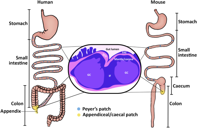 Issues for patchy tissues: defining roles for gut-associated lymphoid  tissue in neurodevelopment and disease | SpringerLink