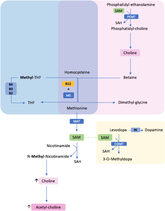 Parkinson's disease and vitamins: a focus on vitamin B12 | Journal of  Neural Transmission | Springer Nature Link