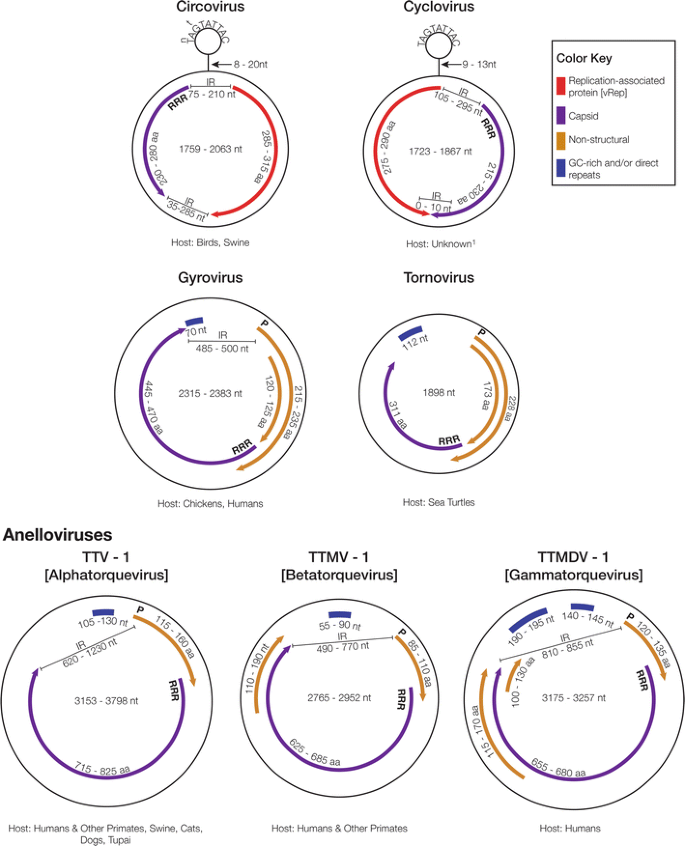 A Field Guide To Eukaryotic Circular Single Stranded Dna Viruses Insights Gained From Metagenomics Springerlink A Field Guide To Eukaryotic Circular Single Stranded Dna Viruses Insights Gained From Metagenomics Springerlink