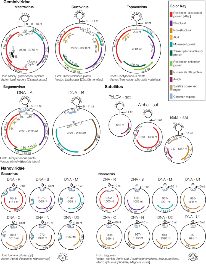 A Field Guide To Eukaryotic Circular Single Stranded Dna Viruses Insights Gained From Metagenomics Springerlink A Field Guide To Eukaryotic Circular Single Stranded Dna Viruses Insights Gained From Metagenomics Springerlink