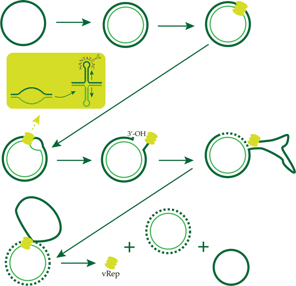 A Field Guide To Eukaryotic Circular Single Stranded Dna Viruses Insights Gained From Metagenomics Springerlink A Field Guide To Eukaryotic Circular Single Stranded Dna Viruses Insights Gained From Metagenomics Springerlink
