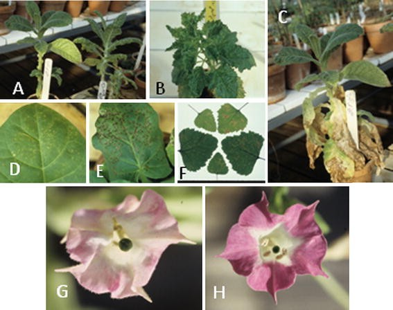 A previously undescribed potyvirus isolated and characterized from  arborescent Brugmansia | Archives of Virology