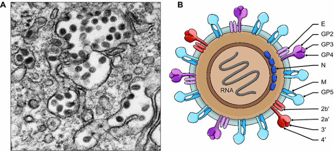 Reorganization and expansion of the nidoviral family Arteriviridae |  SpringerLink