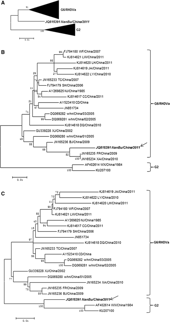Recombination Between G2 And G6 Strains Of Rabbit Hemorrhagic Disease Virus Rhdv In China Springerlink