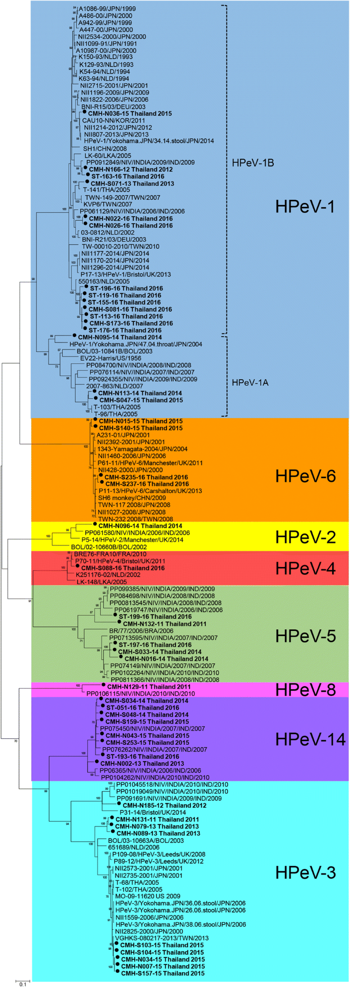Molecular epidemiology and genetic diversity of human parechoviruses in  children hospitalized with acute diarrhea in Thailand during 2011-2016 |  SpringerLink