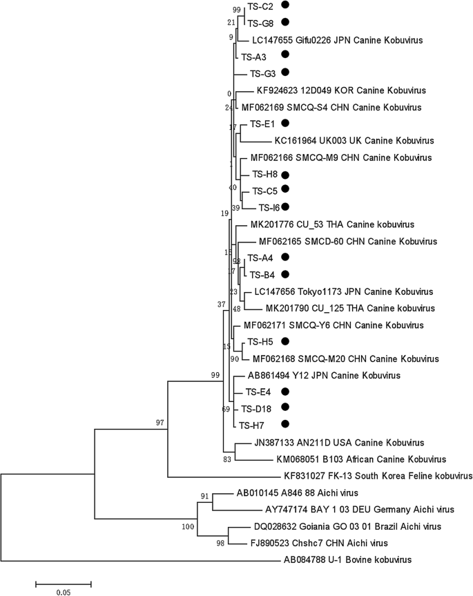 Epidemiological And Phylogenetic Analysis Of Canine Kobuviruses In Tangshan China Springerlink