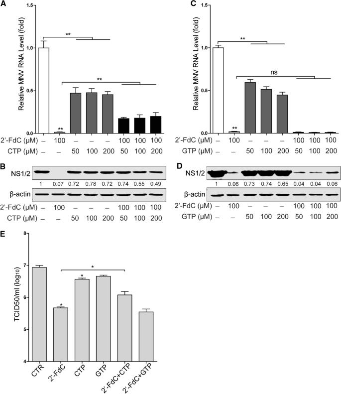 2 Fluoro 2 Deoxycytidine Inhibits Murine Norovirus Replication And Synergizes Mpa Ribavirin And T705 Springerlink