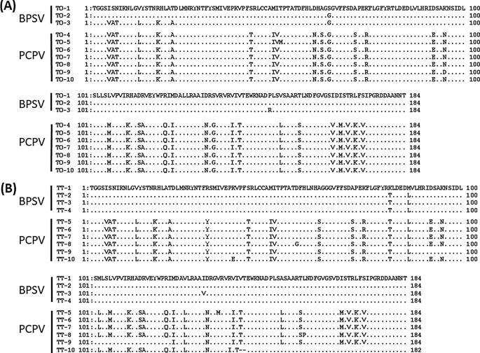 Bovine Papular Stomatitis Virus And Pseudocowpox Virus Coinfection In Dairy Calves In Japan Springerlink