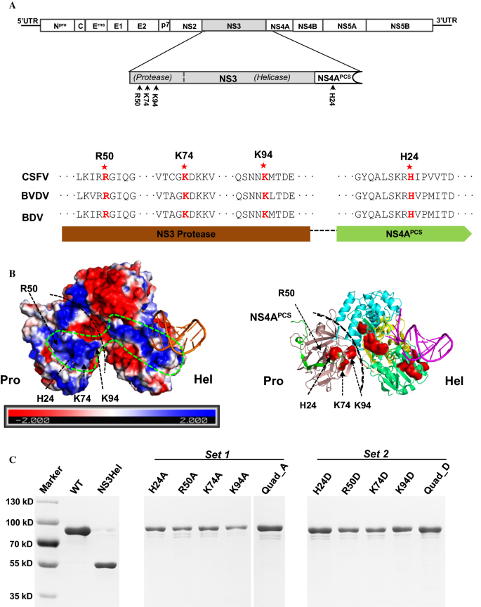 A Positively Charged Surface Patch On The Pestivirus Ns3 Protease Module Plays An Important Role In Modulating Ns3 Helicase Activity And Virus Production Springerlink