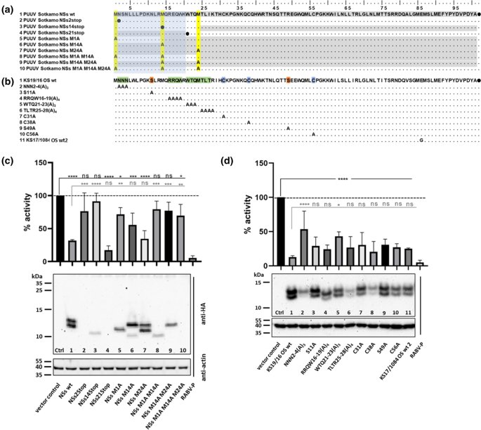 Inhibition Of Interferon I Induction By Non Structural Protein Nss Of Puumala Virus And Other Vole Associated Orthohantaviruses Phenotypic Plasticity Of The Protein And Potential Functional Domains Springerlink Inhibition Of Interferon I Induction By Non Structural Protein Nss Of Puumala Virus And Other Vole Associated Orthohantaviruses Phenotypic Plasticity Of The Protein And Potential Functional Domains Springerlink