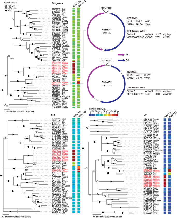 Novel viruses belonging to the family Circoviridae identified in wild  American wigeon samples | SpringerLink