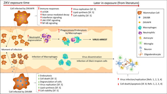 How Zika Virus Evades Antiviral Response of Cells