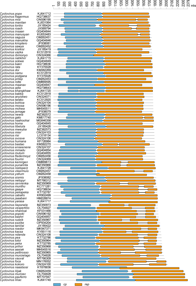 2024 taxonomy update for the family Circoviridae | Archives of Virology