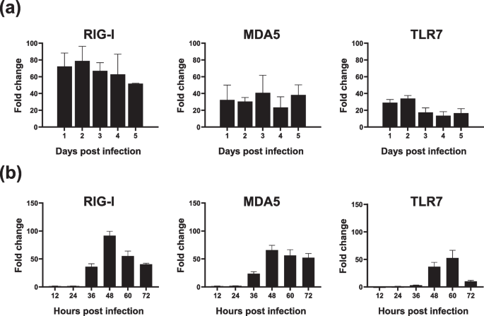 Coordinated role of RIG-I, MDA5, and TLR7 in the innate immune response ...