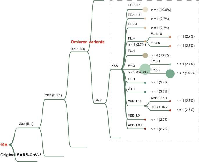 Genome surveillance of SARS-CoV-2 Omicron XBB subvariants in Wuhan in ...