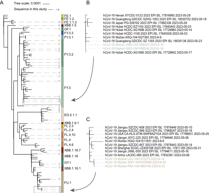 Genome surveillance of SARS-CoV-2 Omicron XBB subvariants in Wuhan in ...