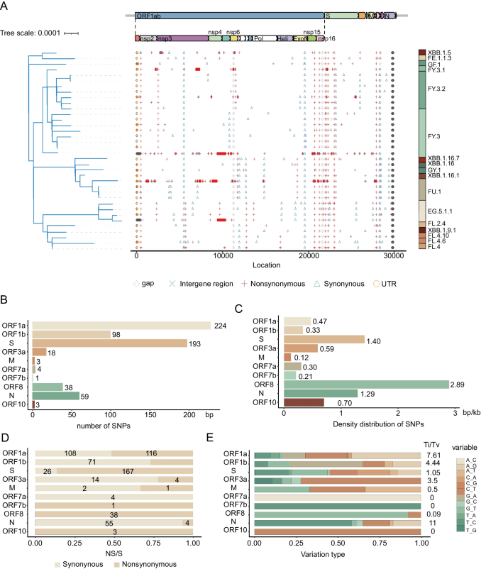 Genome surveillance of SARS-CoV-2 Omicron XBB subvariants in Wuhan in ...