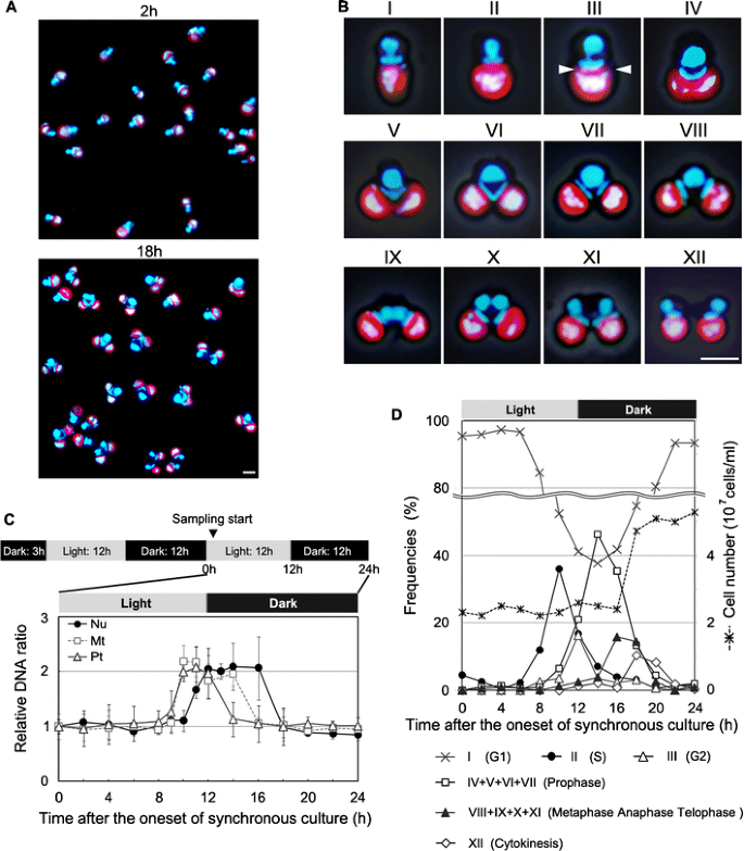 Division Of Cell Nuclei Mitochondria Plastids And Microbodies Mediated By Mitotic Spindle Poles In The Primitive Red Alga Cyanidioschyzon Merolae Springerlink