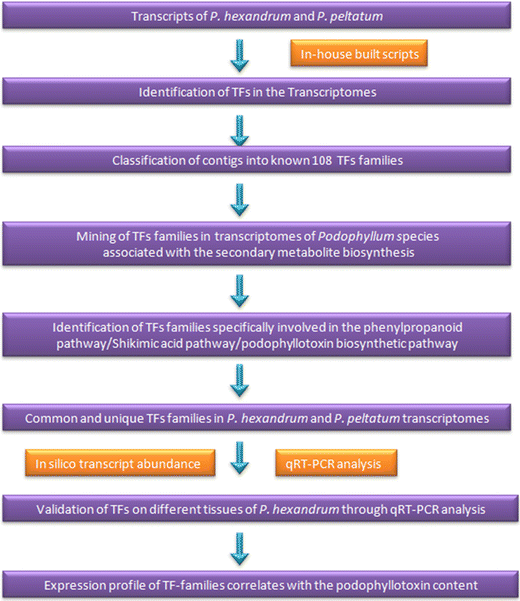 Comparative Whole Transcriptome Analysis In Podophyllum Species Identifies Key Transcription Factors Contributing To Biosynthesis Of Podophyllotoxin In P Hexandrum Springerlink