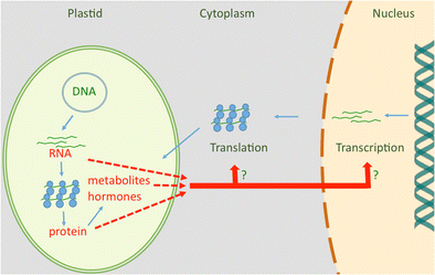 The discovery of plastid-to-nucleus retrograde signaling—a personal  perspective | SpringerLink