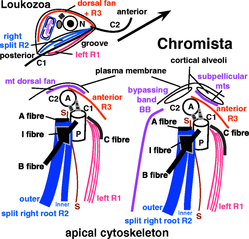 Kingdom Chromista and its eight phyla: a new synthesis emphasising ...
