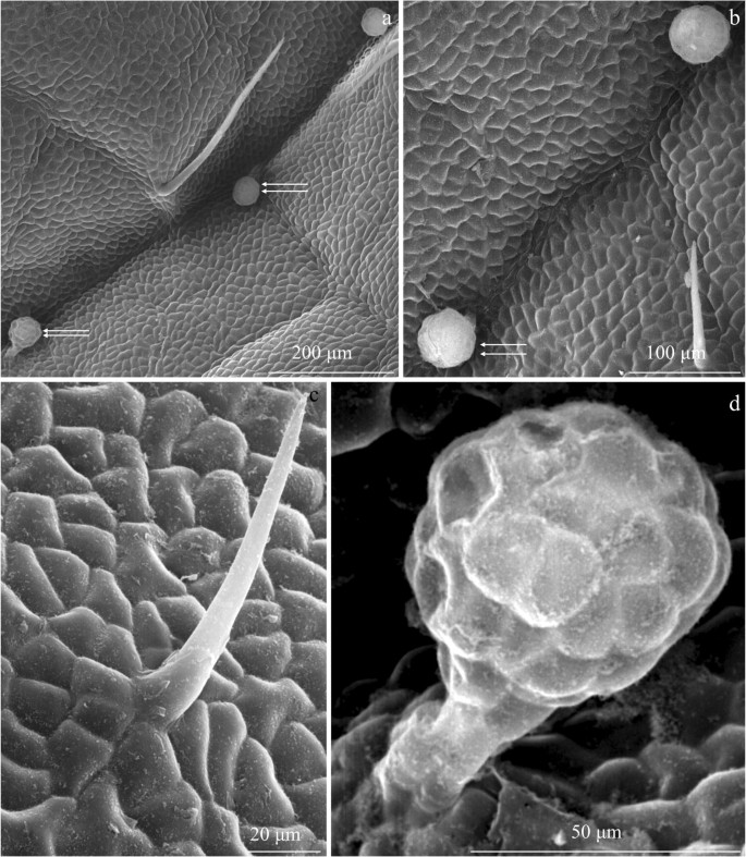 Scanning electron microscope micrographs of trichomes of tribe
