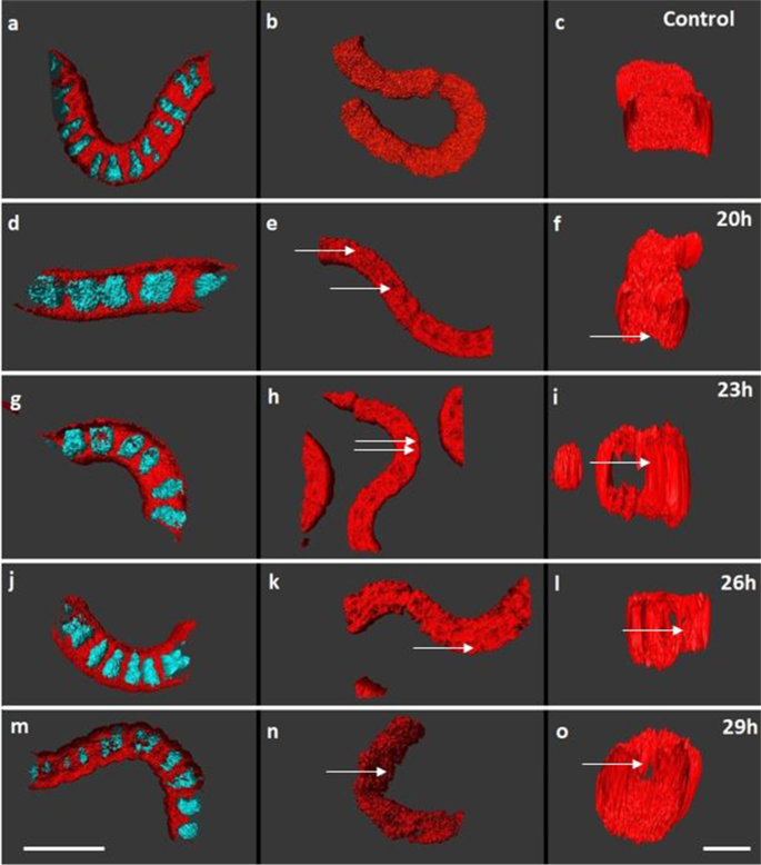 Confocal Microscopy Reveals Alterations Of Thylakoids In Limnospira Fusiformis During Prophage Induction Springerlink
