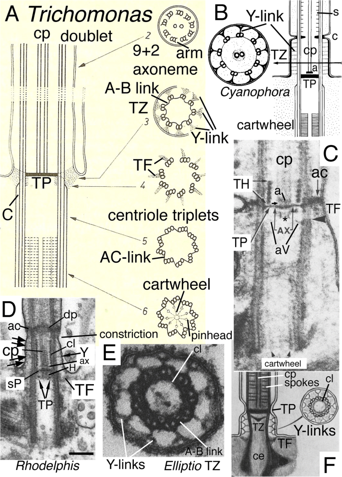 https://media.springernature.com/lw685/springer-static/image/art%3A10.1007%2Fs00709-021-01665-7/MediaObjects/709_2021_1665_Fig1_HTML.png