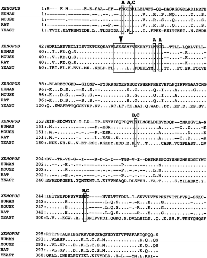 Effects Of S Adenosylmethionine Decarboxylase Polyamines Amino Acids And Weak Bases Amines And Ammonia On Development And Ribosomal Rna Synthesis In Xenopus Embryos Springerlink