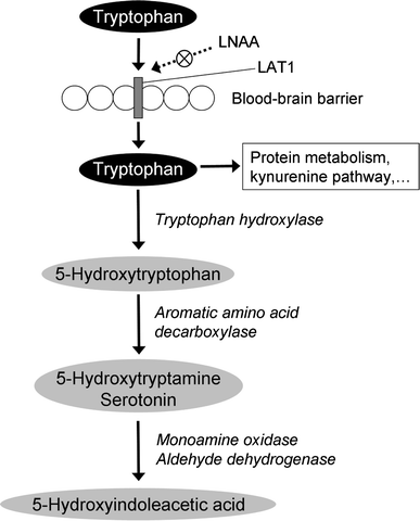 Tryptophan metabolism, from nutrition to potential therapeutic applications | SpringerLink Tryptophan metabolism, from nutrition to potential therapeutic applications | SpringerLink