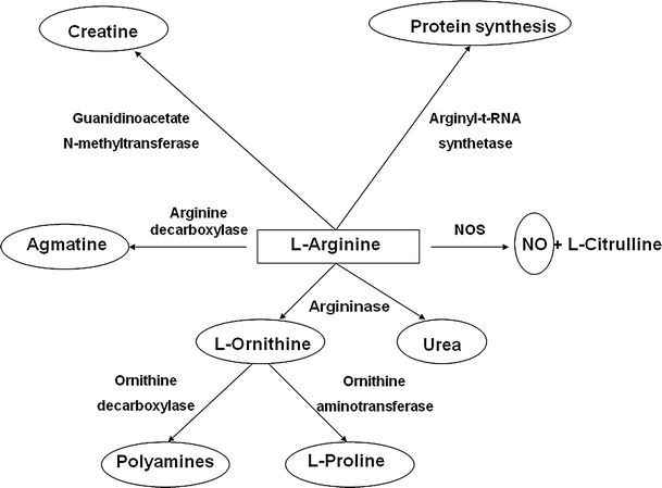 L Arginine And Its Metabolites In Kidney And Cardiovascular Disease Springerlink L Arginine And Its Metabolites In Kidney And Cardiovascular Disease Springerlink