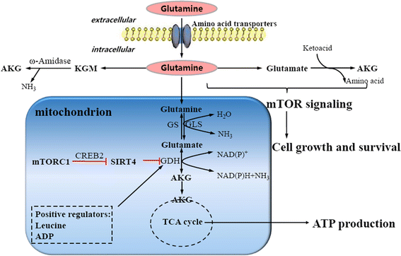 The glutamine-alpha-ketoglutarate (AKG) metabolism and its nutritional  implications | SpringerLink