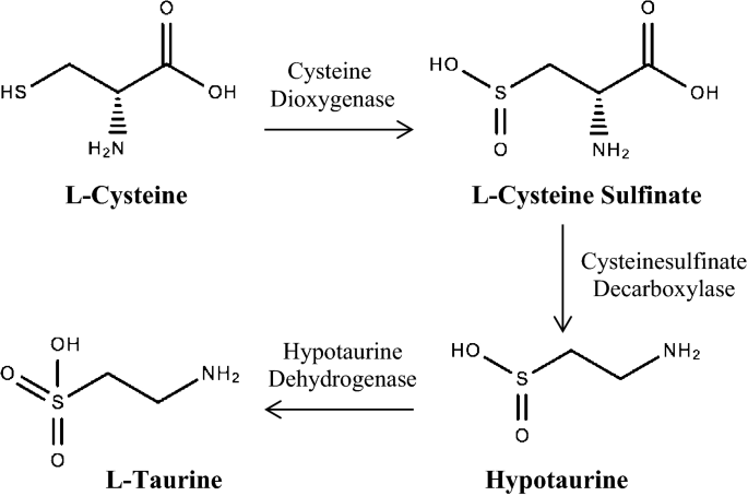 Regulation Of Glucose And Lipid Metabolism By The Pancreatic And Extra Pancreatic Actions Of Taurine Springerlink