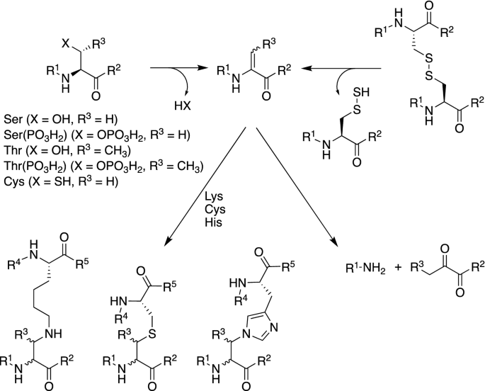 Susceptibility Of Protein Therapeutics To Spontaneous Chemical Modifications By Oxidation Cyclization And Elimination Reactions Springerlink