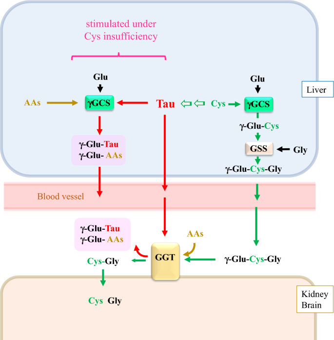 -Glutamylcysteine synthetase and -glutamyl transferase as differential  enzymatic sources of -glutamylpeptides in mice | Amino Acids | Springer  Nature Link