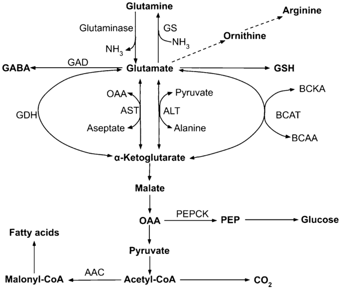 Nutrition And Metabolism Of Glutamate And Glutamine In Fish Springerlink