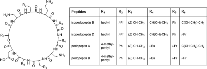 In Peptide Amino Acid Racemization Via Inter Residue Oxazoline Intermediates During Acidic Hydrolysis Springerlink