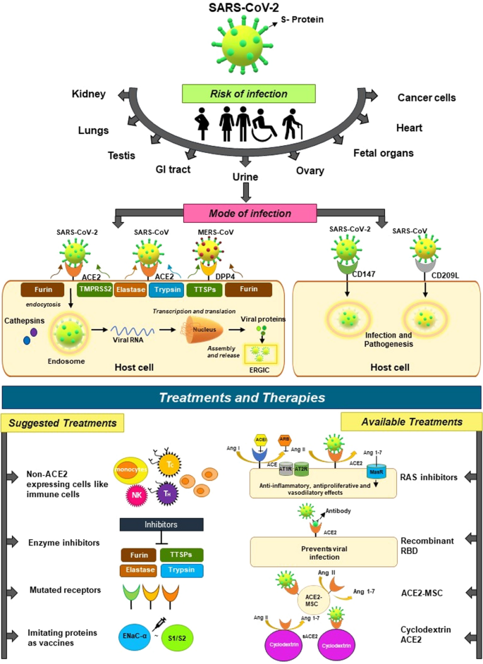 CD209L/L-SIGN and CD209/DC-SIGN Act as Receptors for SARS-CoV-2