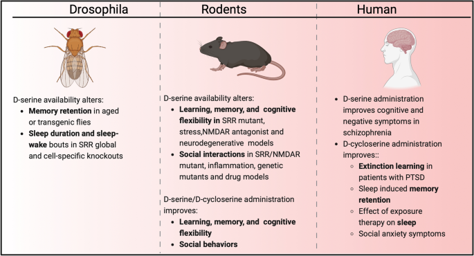 Cross species review of the physiological role of d-serine in  translationally relevant behaviors | Amino Acids