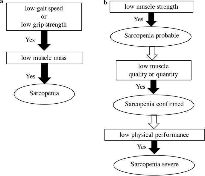 Updated Concept Of Sarcopenia Based On Muscle Bone Relationship Springerlink