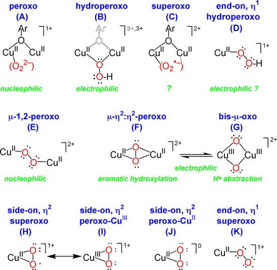 Reactivity of Dioxygen−Copper Systems