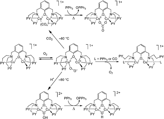 Reactivity of Dioxygen−Copper Systems