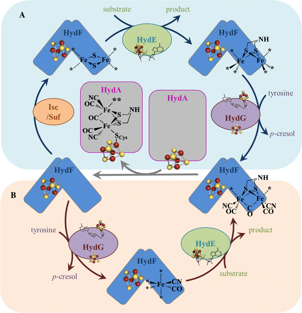 H Cluster Assembly During Maturation Of The Fefe Hydrogenase Springerlink