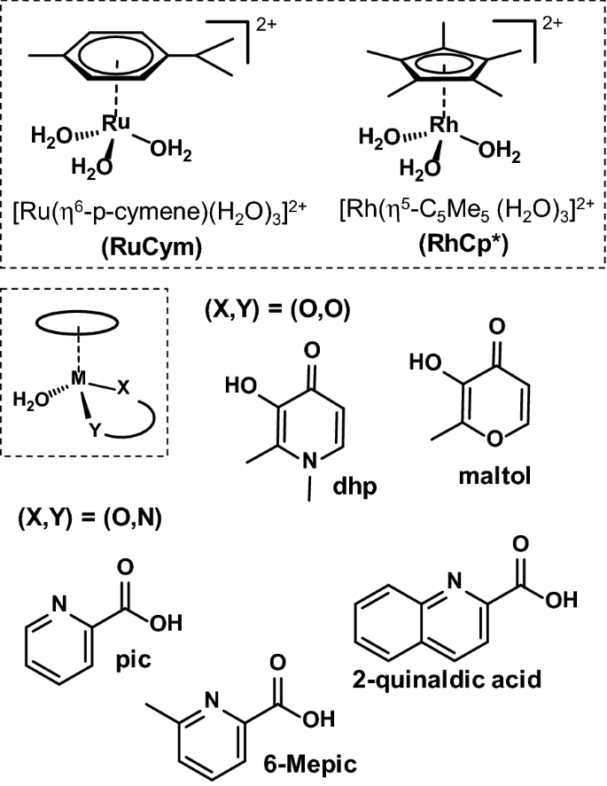 Binding Mechanisms Of Half Sandwich Rh Iii And Ru Ii Arene Complexes On Human Serum Albumin A Comparative Study Springerlink