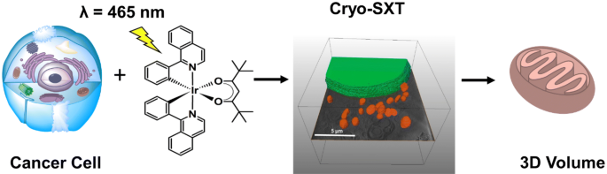 X Ray Tomography Of Cryopreserved Human Prostate Cancer Cells Mitochondrial Targeting By An Organoiridium Photosensitiser Springerlink