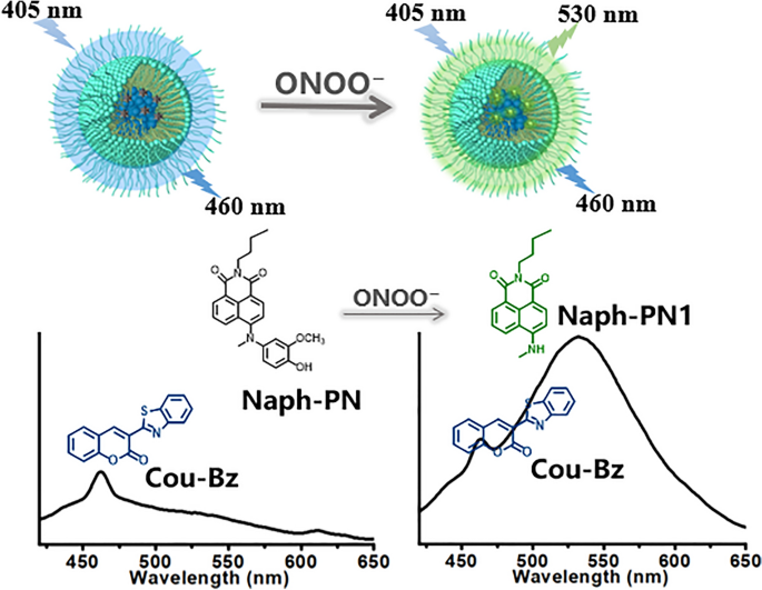 A ratiometric fluorescent nanoprobe for ultrafast imaging of ...